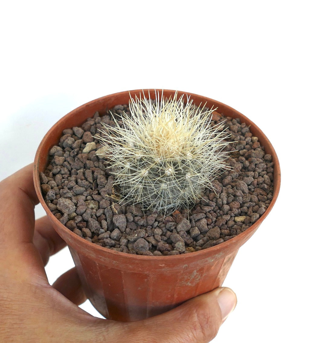 Pequeño cactus redondo Copiapoa krainziana con espinas blancas densas en maceta de terracota