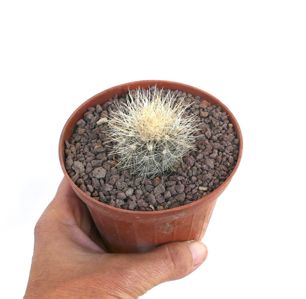 Copiapoa krainziana pequeño cactus redondo con espinas blancas densas en maceta de terracota