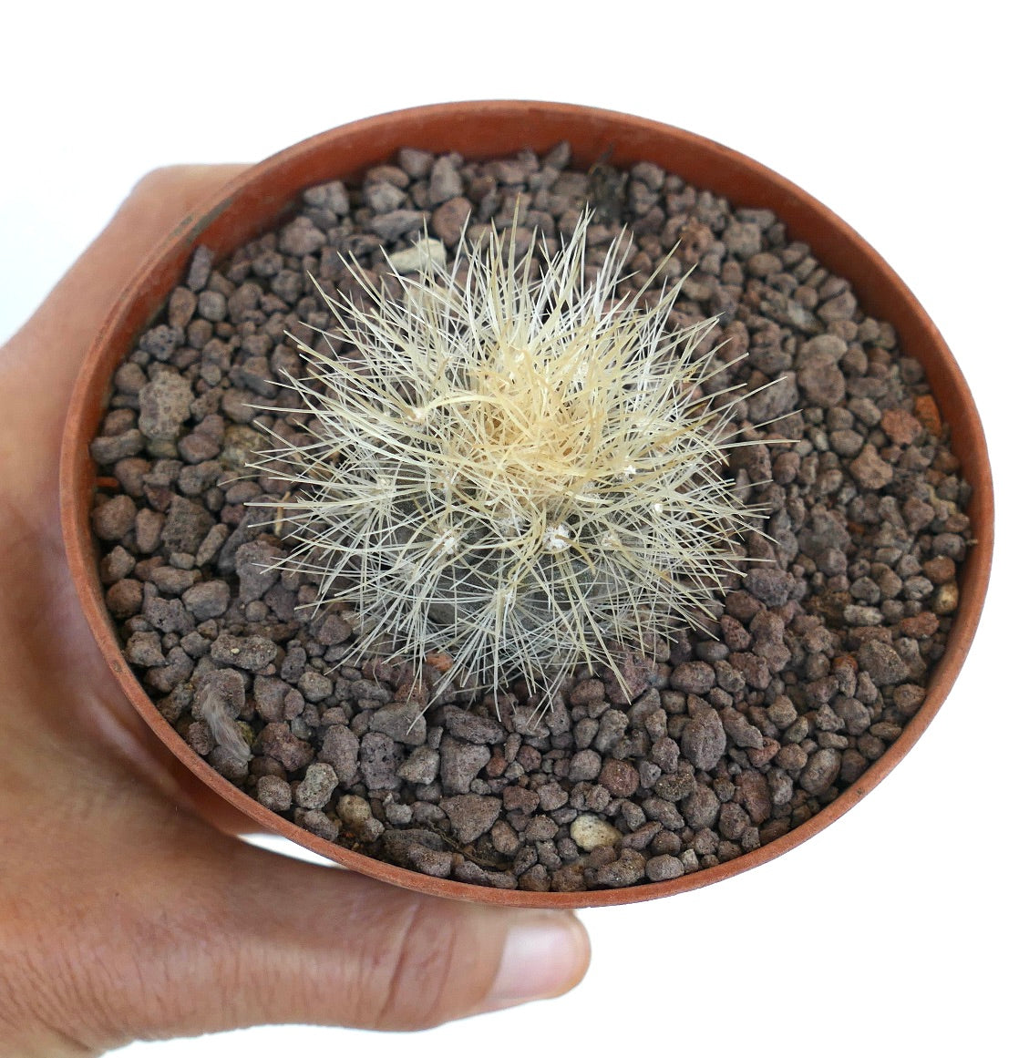 Copiapoa krainziana pequeño cactus con espinas blancas densas en maceta de terracota