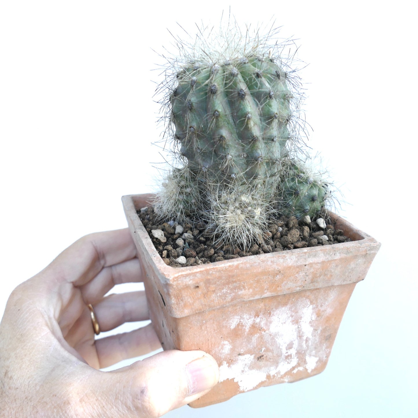 Copiapoa krainziana multiheads succulent cactus with spiny green stems in terracotta pot