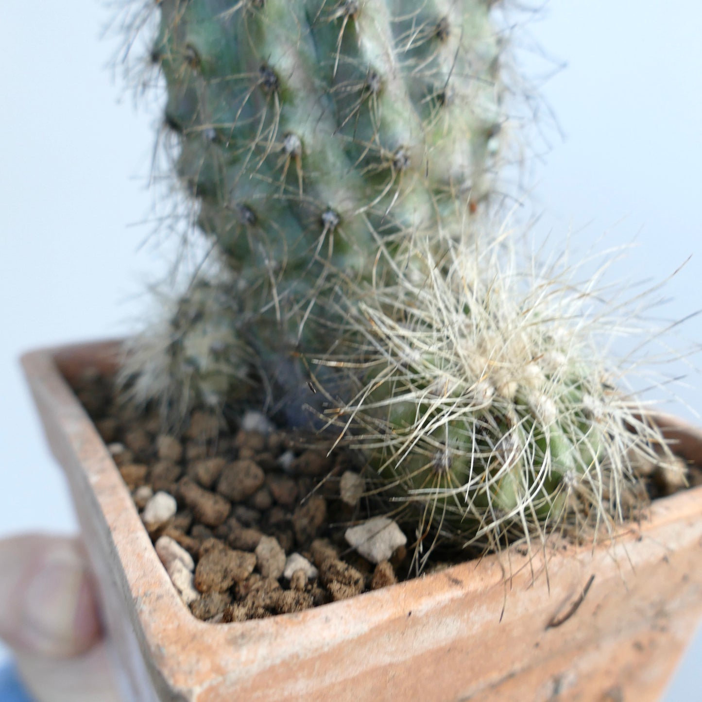 Copiapoa krainziana multiheads rare succulent cactus with spiny green stems in terracotta pot