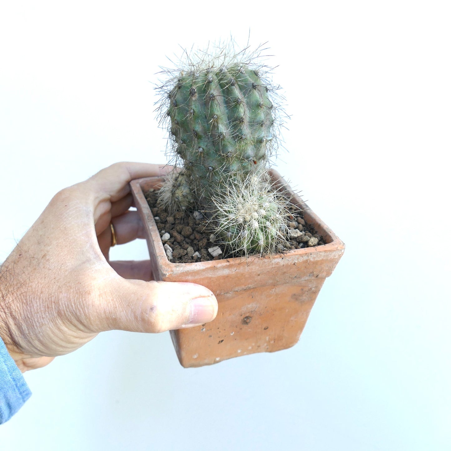 Copiapoa krainziana rare succulent cactus with multiple spiny heads in terracotta pot