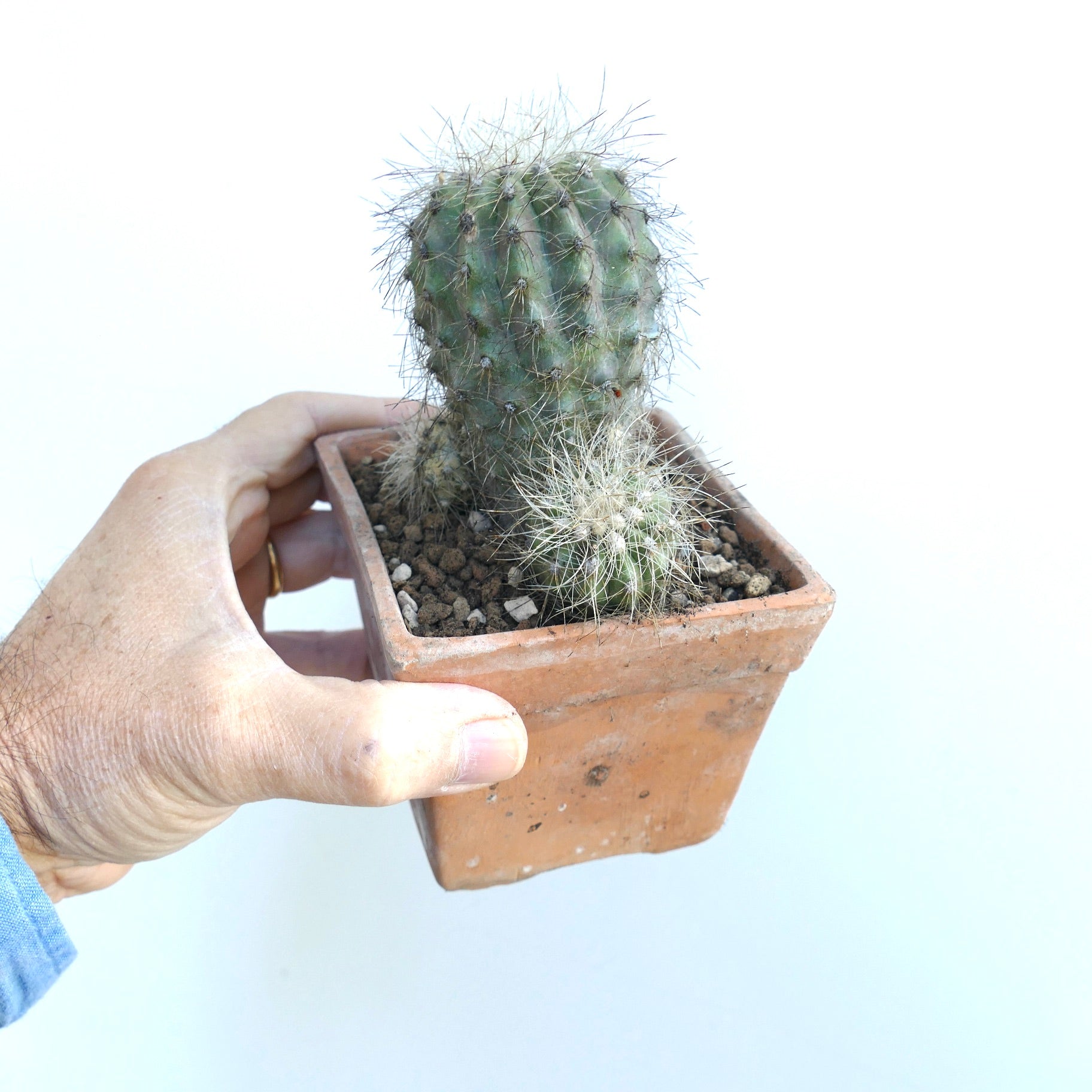 Copiapoa krainziana rare succulent cactus with multiple spiny heads in terracotta pot