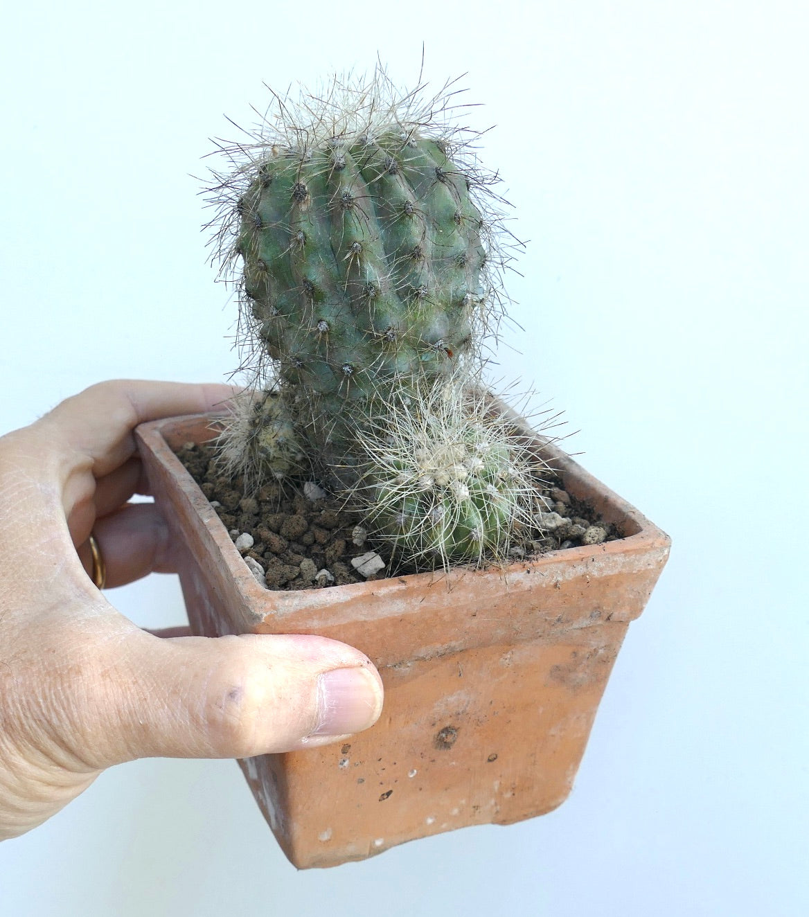 Copiapoa krainziana rare multiheads succulent cactus with spiny texture in terracotta pot