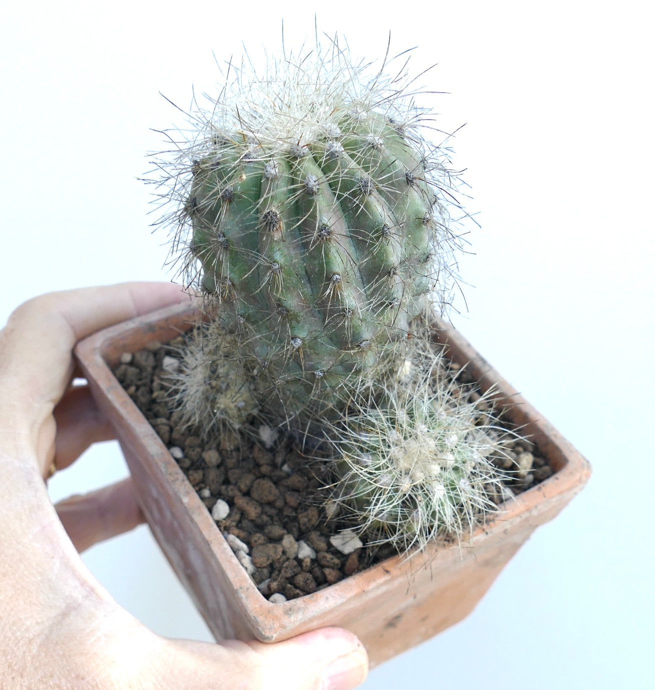 Copiapoa krainziana rare multiheads cactus succulent in rustic terracotta pot