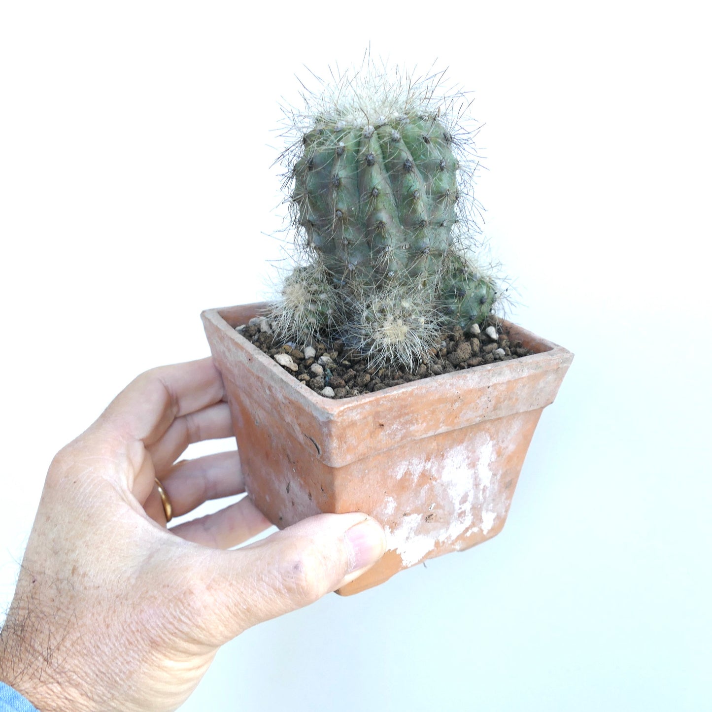 Copiapoa krainziana multiheads cactus with dense spines in terracotta pot succulent