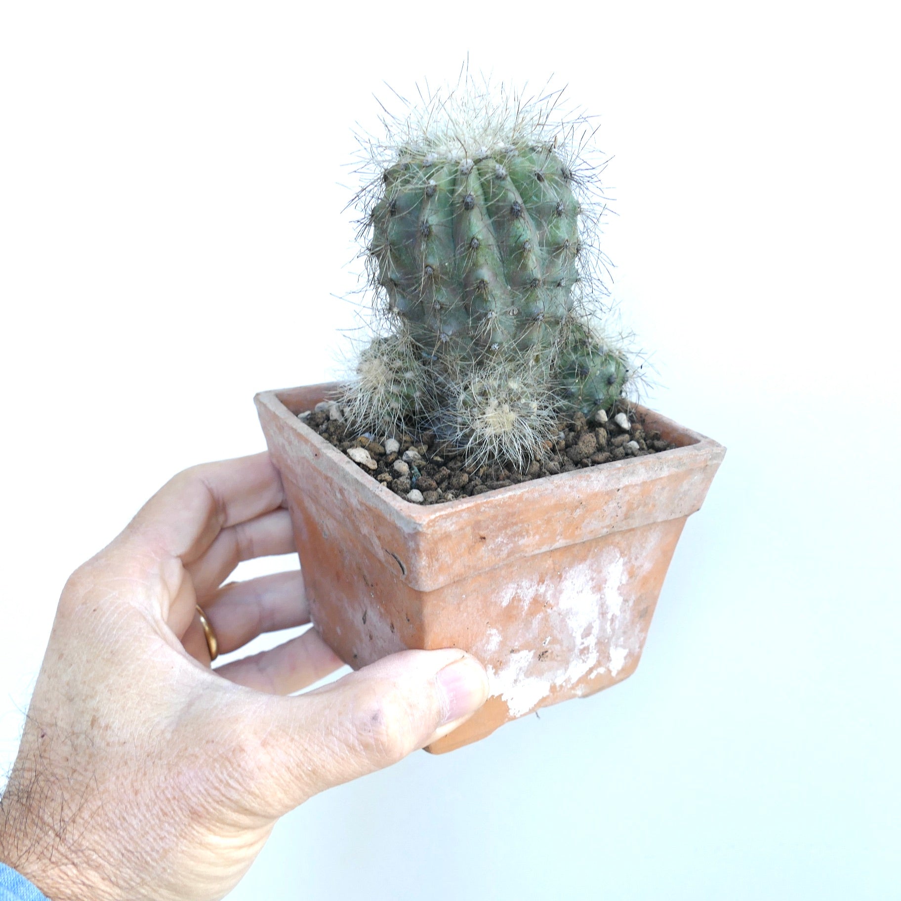 Copiapoa krainziana multiheads cactus with dense spines in terracotta pot succulent