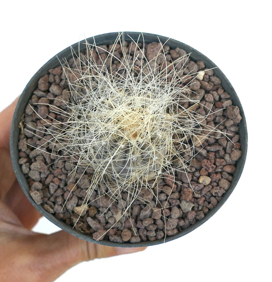 Copiapoa krainziana small cactus with dense white spines in rocky soil pot
