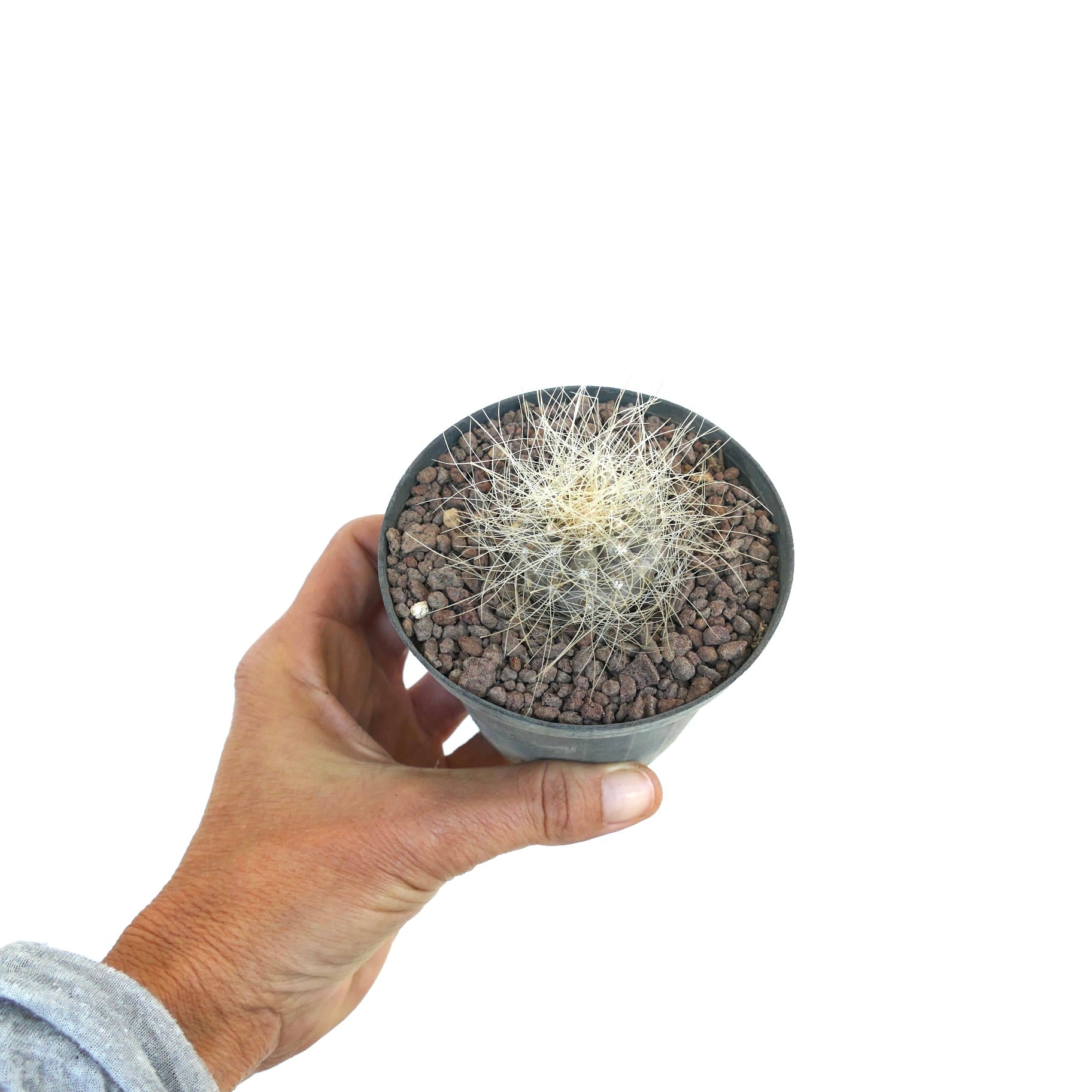 Copiapoa krainziana small cactus with dense white spines in black pot held by hand