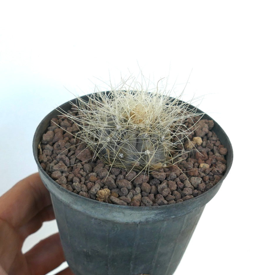 Copiapoa krainziana small gray cactus with long white spines in black pot