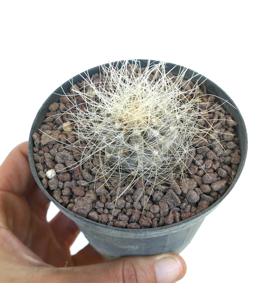 Copiapoa krainziana small cactus with dense white spines in black pot succulent specimen