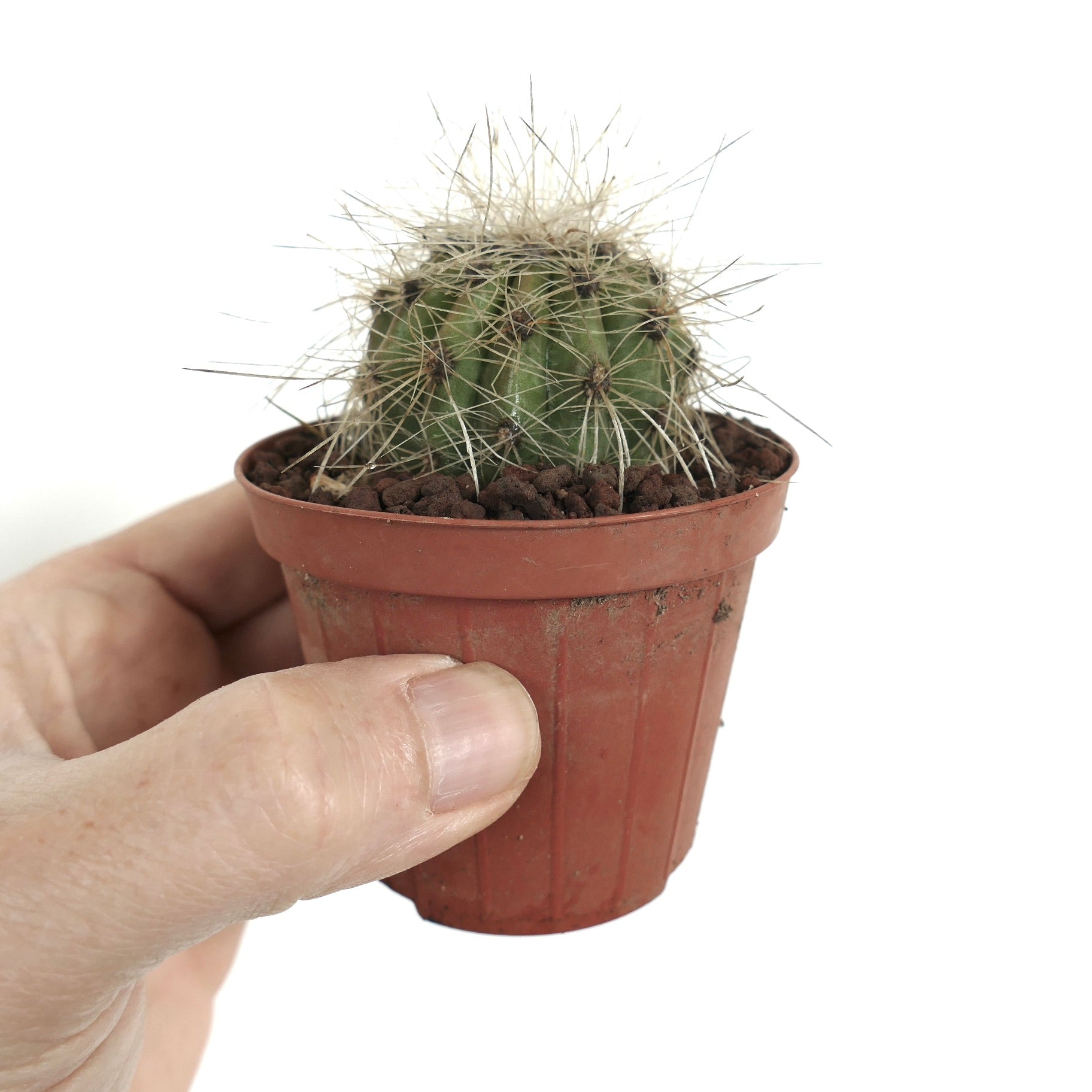 Copiapoa krainziana piccolo cactus verde con fitte spine bianche in un vaso marrone