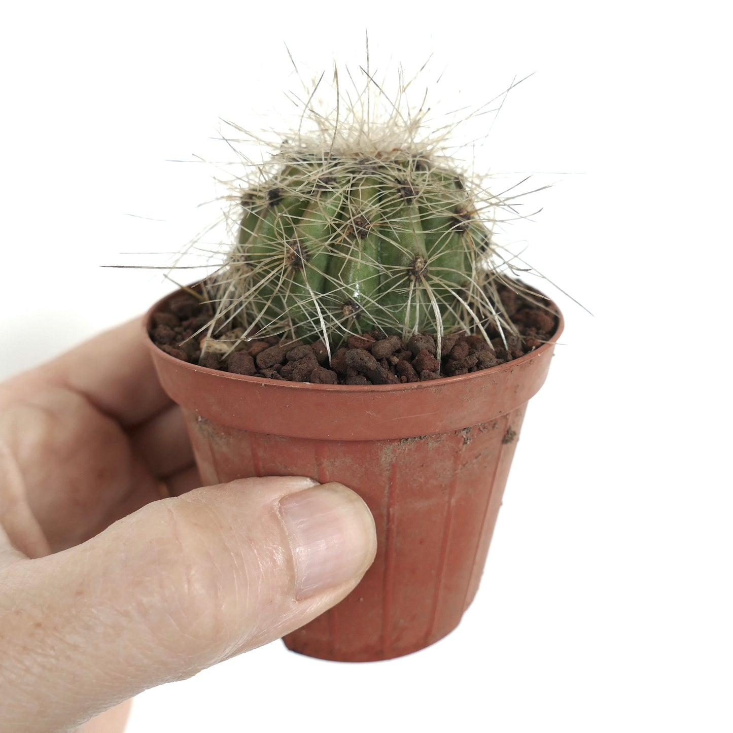 Piccolo cactus verde Copiapoa krainziana con fitte spine bianche in vaso marrone