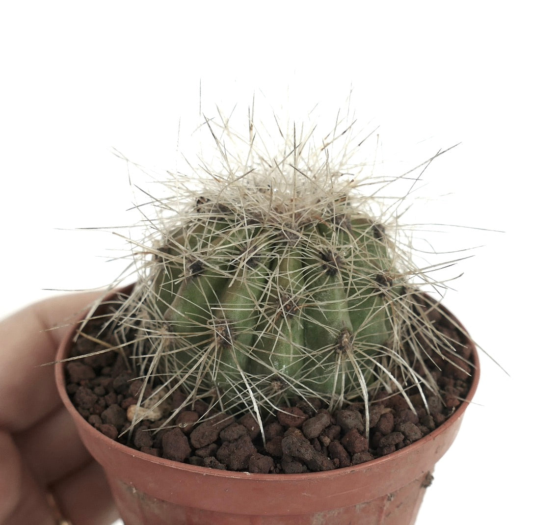 Piccolo cactus tondo Copiapoa krainziana con fitte spine bianche lunghe in vaso
