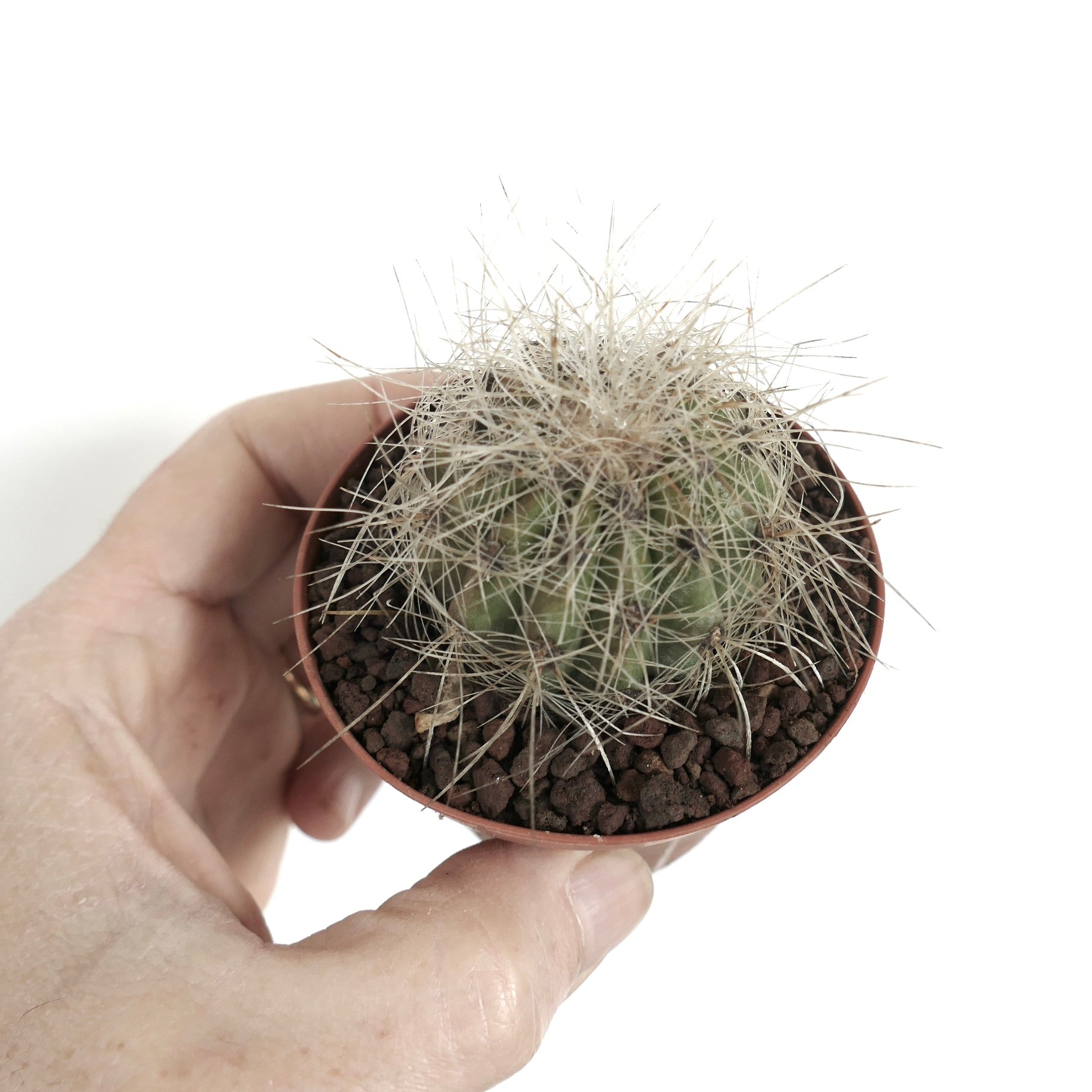 Piccolo cactus verde Copiapoa krainziana con spine bianche fitte in vaso tenuto a mano