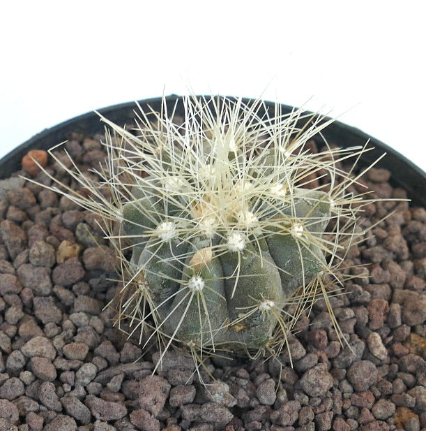 Copiapoa krainziana small succulent cactus with dense white spines and rounded green body