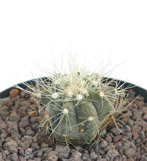 Copiapoa krainziana small round succulent cactus with long white spines and textured surface