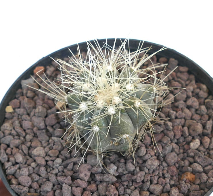 Copiapoa krainziana small green cactus with long white spines in rocky soil pot