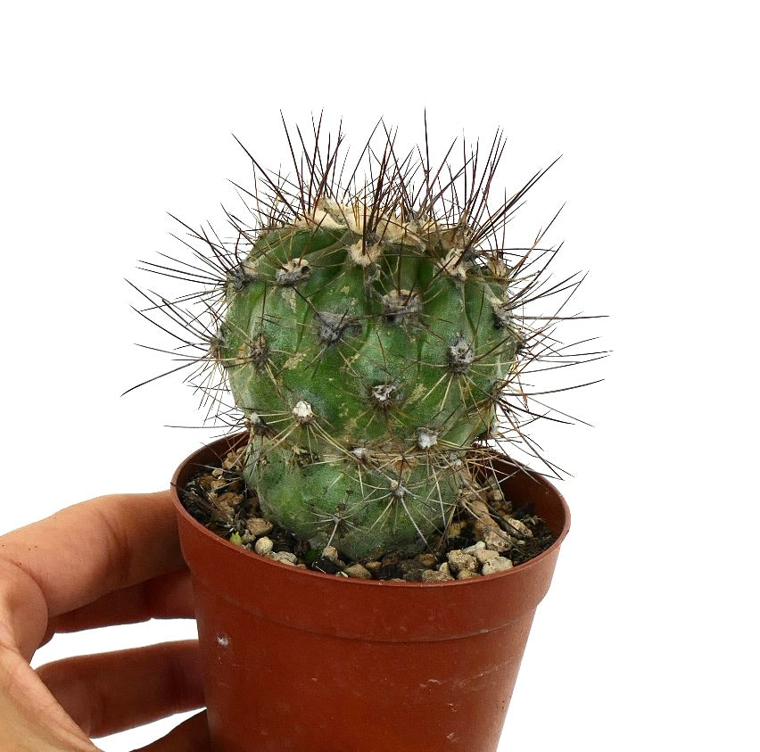 Copiapoa krainziana X Copiapoa atacamensis