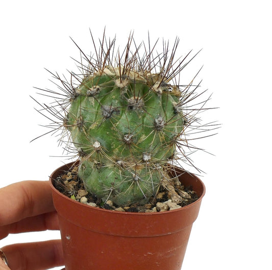 Copiapoa krainziana X Copiapoa atacamensis