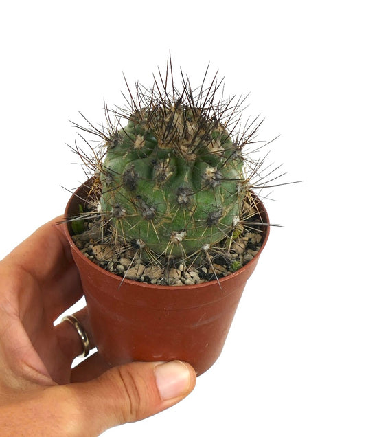 Copiapoa krainziana X Copiapoa atacamensis