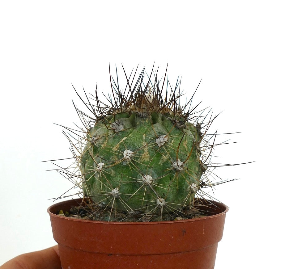 Copiapoa krainziana X Copiapoa atacamensis