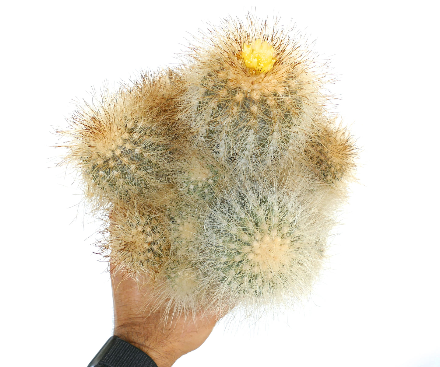 Copiapoa krainziana var. scopulina, cactus denso e peloso con fiore giallo e spine in mano