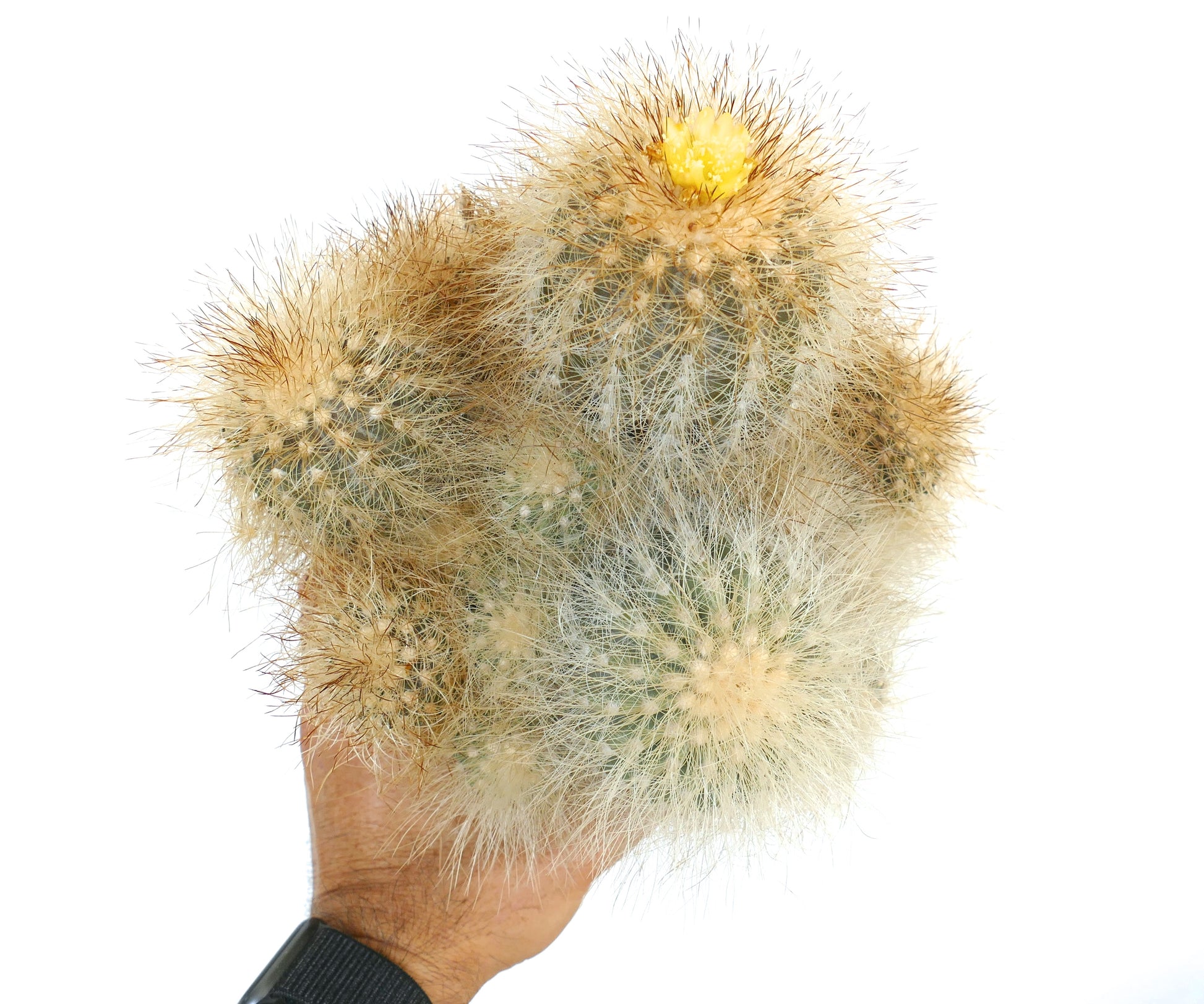 Copiapoa krainziana var. scopulina, cactus denso e peloso con fiore giallo e spine in mano