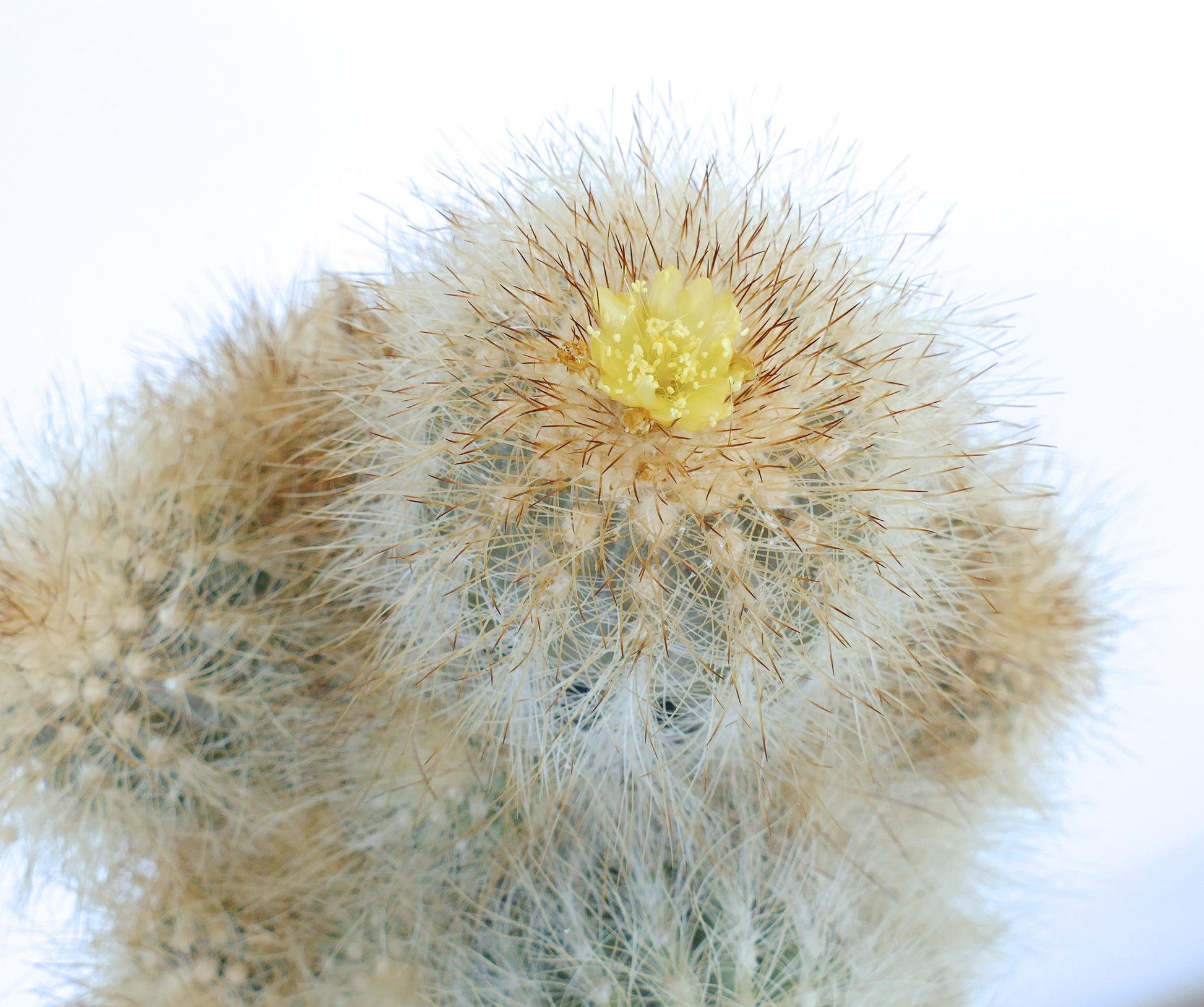 Copiapoa krainziana var. scopulina raro cactus con fitte spine bianche e piccoli fiori gialli