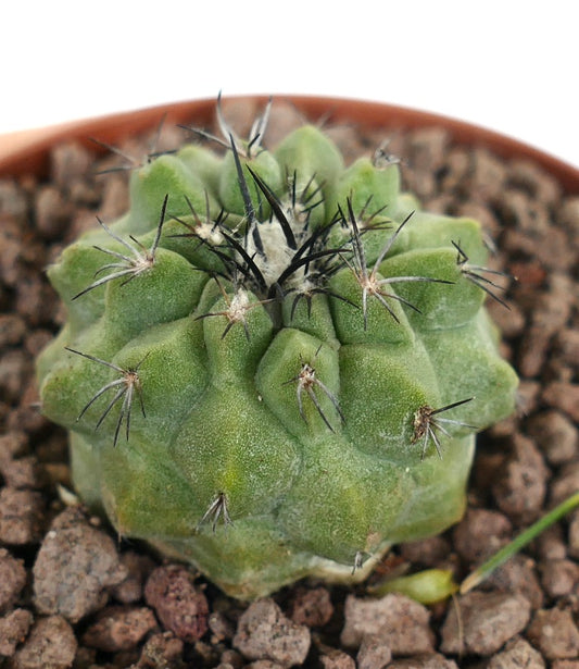 Copiapoa leonensis x Copiapoa hypogaea seltener Sukkulenten-Kaktus mit dunklen Stacheln und abgerundeten Warzen