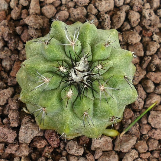 Copiapoa leonensis X Copiapos hypogaea grüner Sukkulenten-Kaktus mit radialen Stacheln und strukturierter Oberfläche
