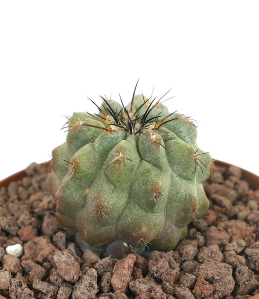 Copiapoa leonensis piccolo cactus succulento con tubercoli arrotondati e spine scure