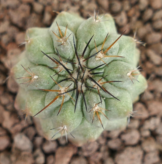 Copiapoa leonensis, cactus succulento con coste verdi spesse e spine appuntite nere e marroni