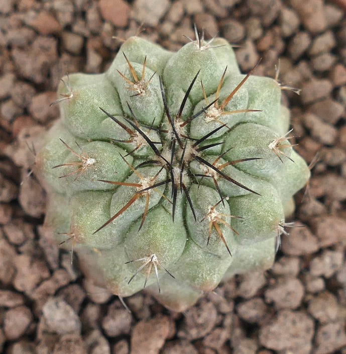 โคปิอาโพอา เลโอนินซิส กระบองเพชรเนื้อหนาที่มีหนามหนาแน่นและลำต้นสีเขียวกลมบนดินหิน