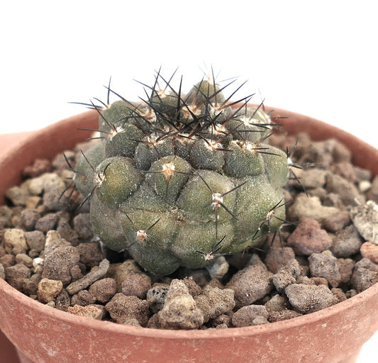 Copiapoa longistaminea 15706