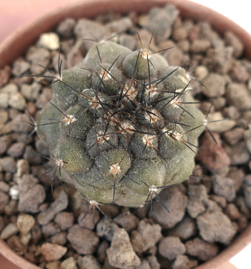 Copiapoa longistaminea 15706