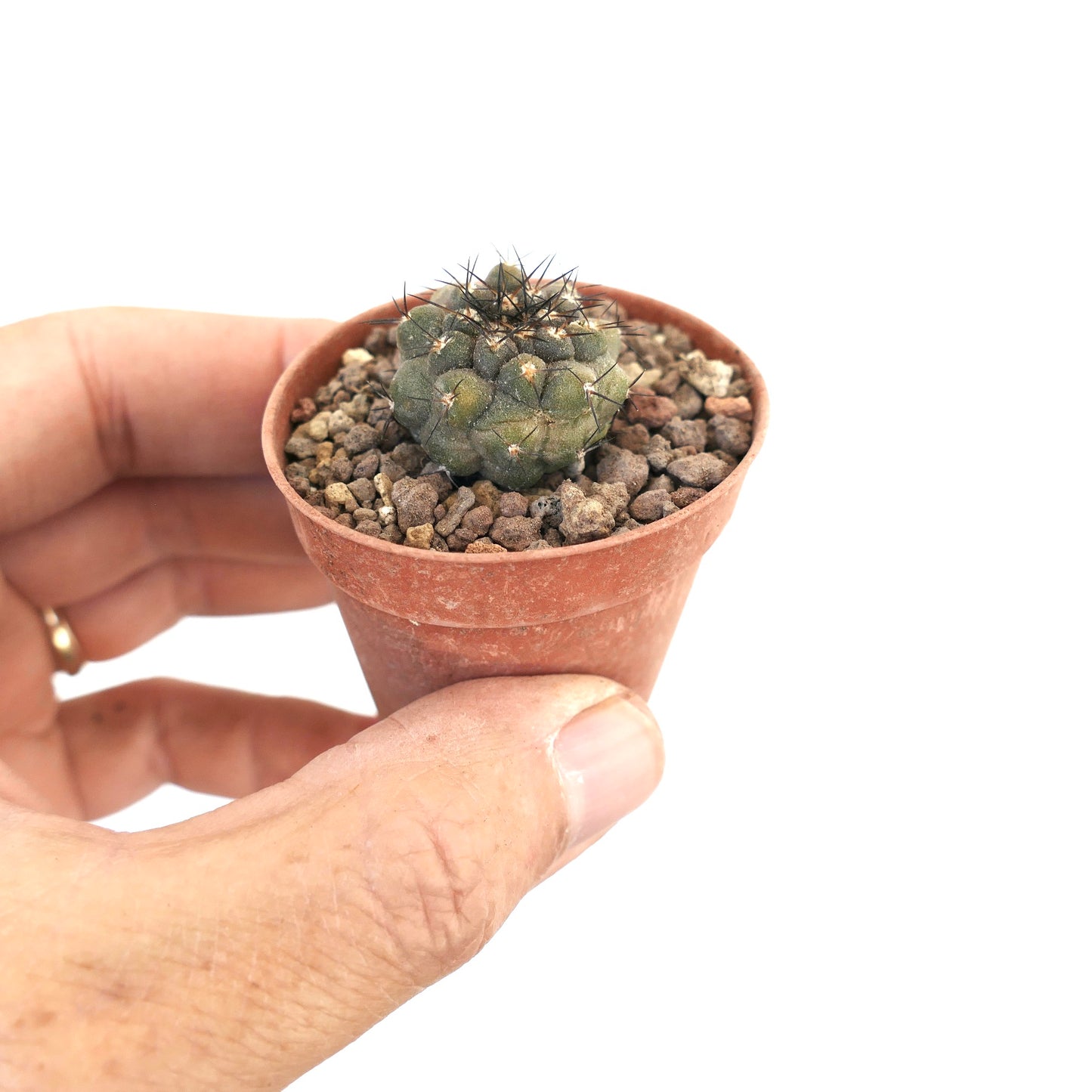 Copiapoa longistaminea 15706