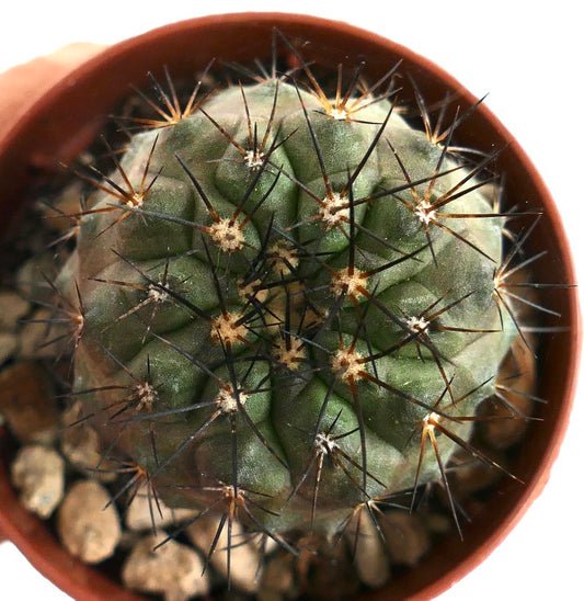 Copiapoa longistaminea SAB100 rare succulent cactus with long dark spines in pot