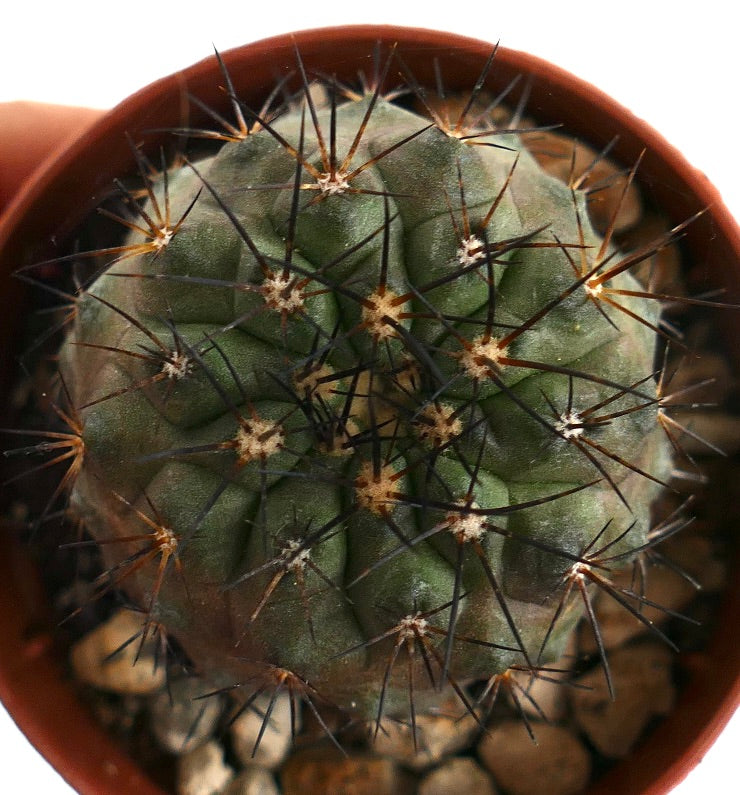 Copiapoa longistaminea SAB100 rare succulent cactus with long dark spines in pot