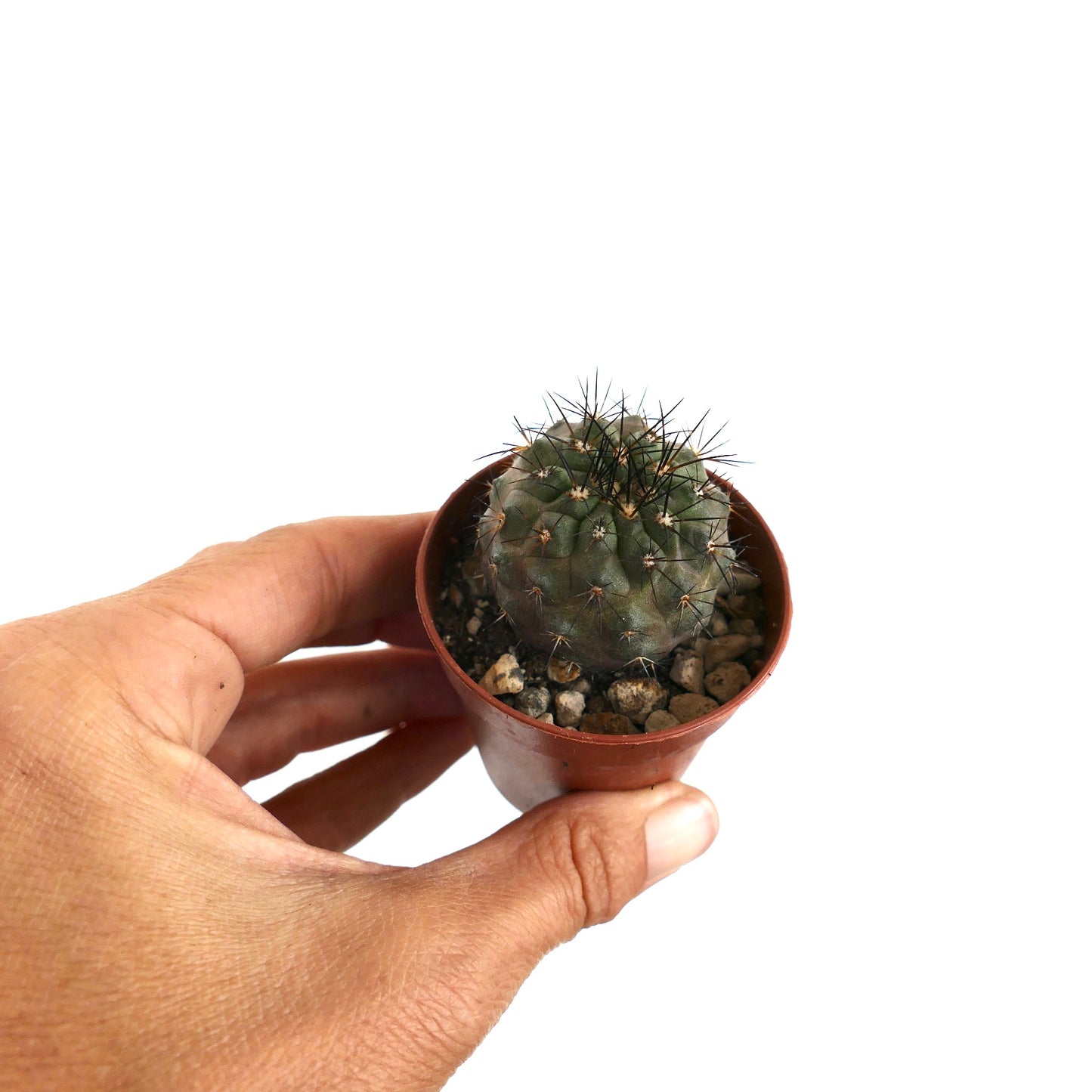 Rare Copiapoa longistaminea SAB100 cactus with sharp black spines and green body