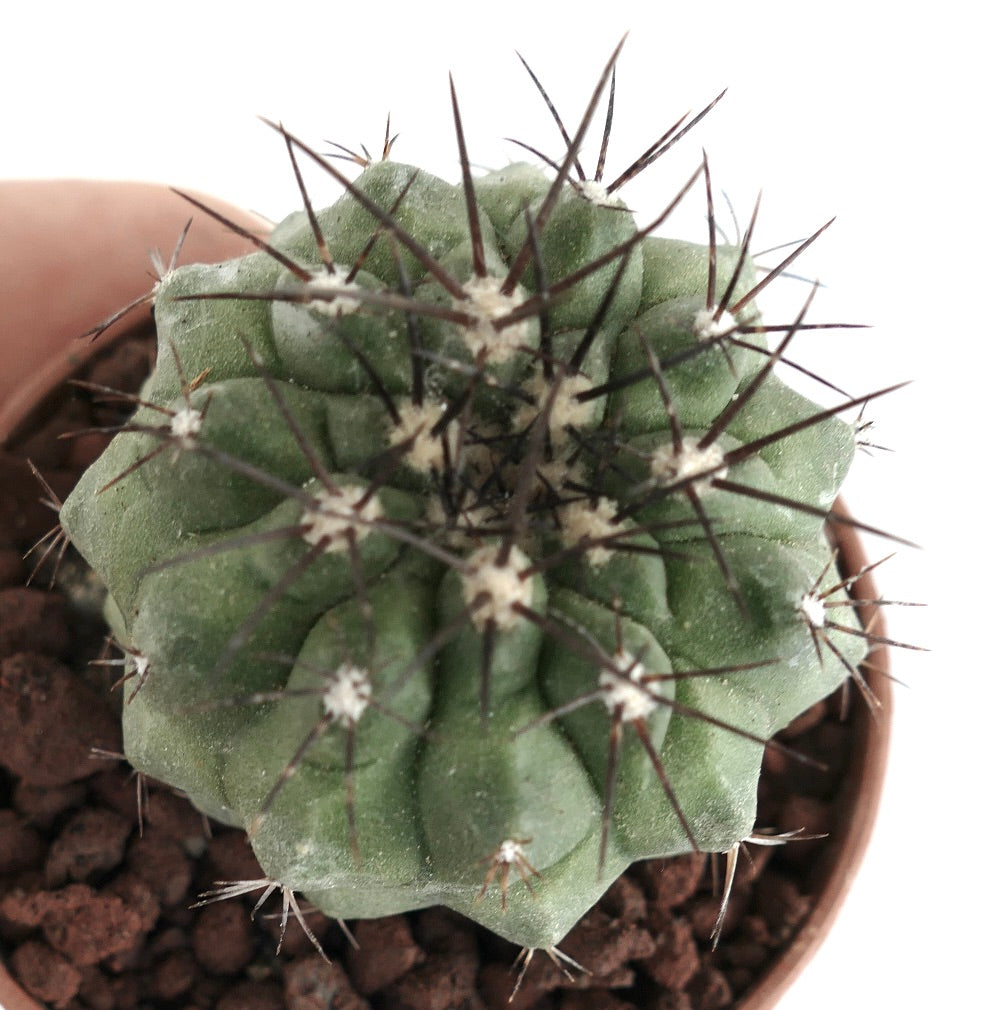 Copiapoa longistaminea grønn kaktus med fremtredende mørke pigger i liten potte sukkulent prøve