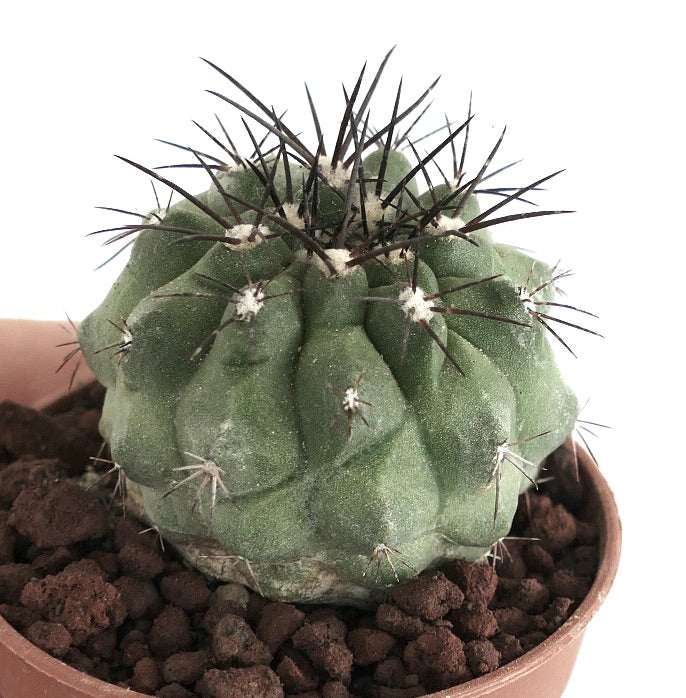 Copiapoa longistaminea sjelden sukkulent kaktus med tykke pigger i liten potte