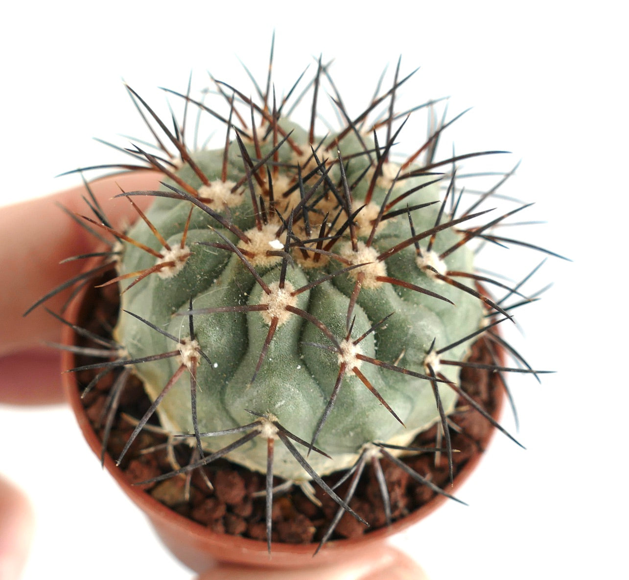 Copiapoa longistaminea liten kaktus med sterke mørke pigger i terrakottakrukke sukkulent eksemplar