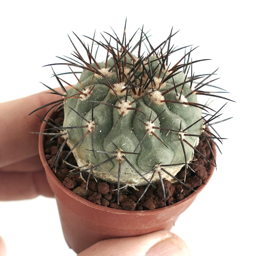 Copiapoa longistaminea-kaktus med sterke, mørke pigger i liten potte sukkulent eksemplar