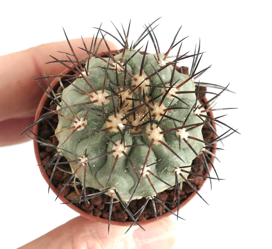 Copiapoa longistaminea liten kaktus med sterke, mørke pigger i terrakottapotte