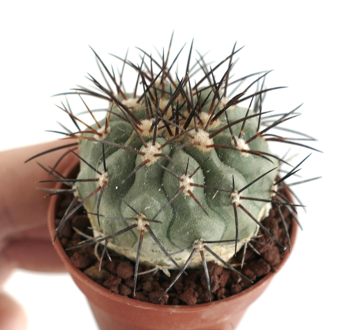 Copiapoa longistaminea liten kaktus med kraftige mørke pigger i terrakottapotte