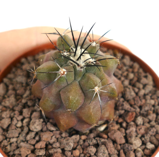 Copiapoa longistaminea X Copiapoa cinerea kleine sukkulente Kaktus mit dunklen Dornen und strukturiertem grünem Körper