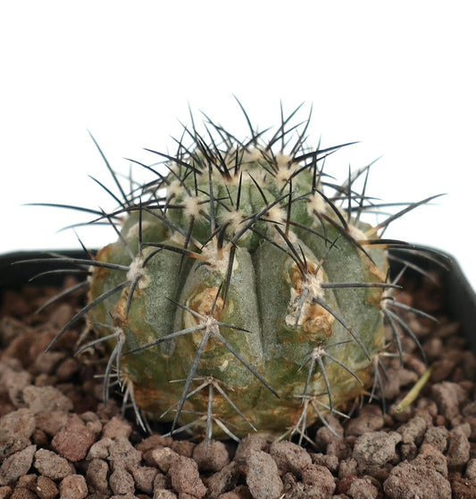 Copiapoa longistaminea X Copiapoa cinerea kleine runde Kaktee mit markanten dunklen Stacheln und strukturiertem grünem Körper