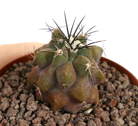 Copiapoa longistaminea X Copiapoa cinerea seltener Sukkulenten-Kaktus mit dunklen Stacheln und strukturierter grüner Oberfläche