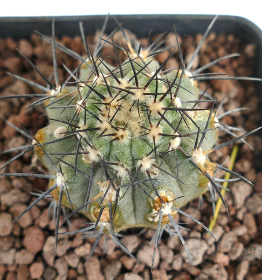Copiapoa longistaminea X Copiapoa cinerea kleiner grüner Kaktus mit langen schwarzen Stacheln und wolligen Areolen